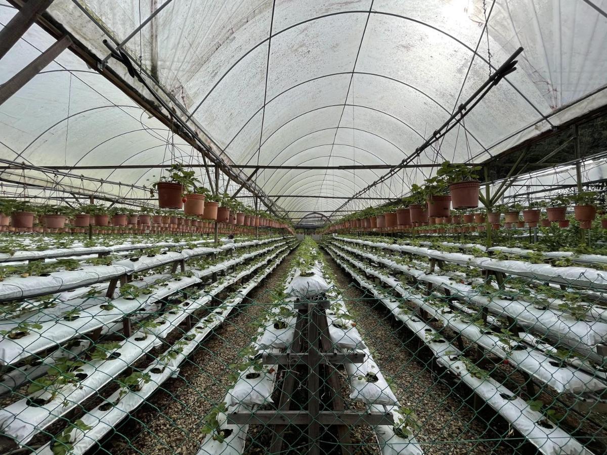 Aiza Homestay Opposite Abang Strawberry Taman Sedia تاناه راتا المظهر الخارجي الصورة